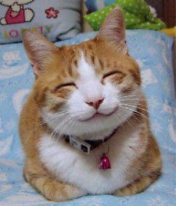 Smug cat on Pannellbytes forgiveness blog post