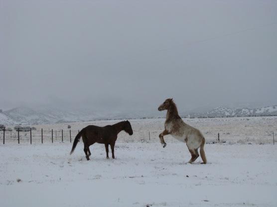 Horses, snow, Tag & Duchess, pannellbytes, Duane Pannell, mountains, Redneck Russian
